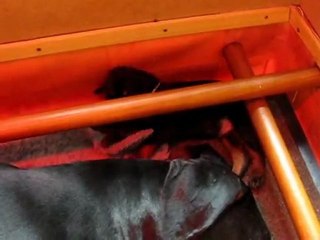 Mâle noir et feu - Collier vert/blanc