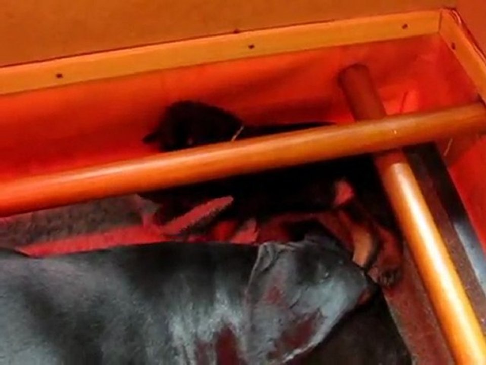 Mâle noir et feu - Collier vert/blanc