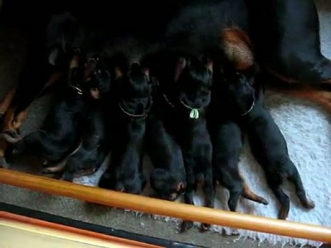 Tété des chiots 13 jours