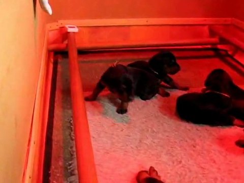 Premiers pas - Chiots 14 jours