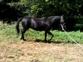 Carla - au trot main droite