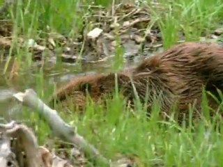 Castors, artisans bâtisseur
