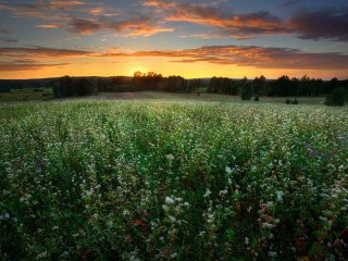 Русское поле