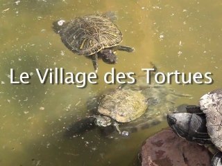 Le village des Tortues, Reportage MAG