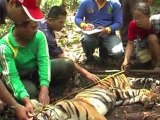 SUMATRAN TIGER - Vanishing Species...