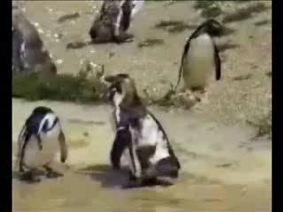 crazy pengouin