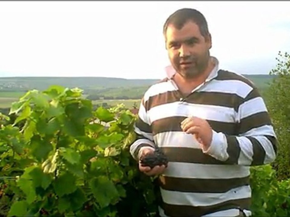 Profil de la vendange 2011 en Champagne