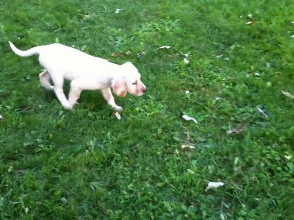 021 chiots de souche becassiere elevage du mas des vernets