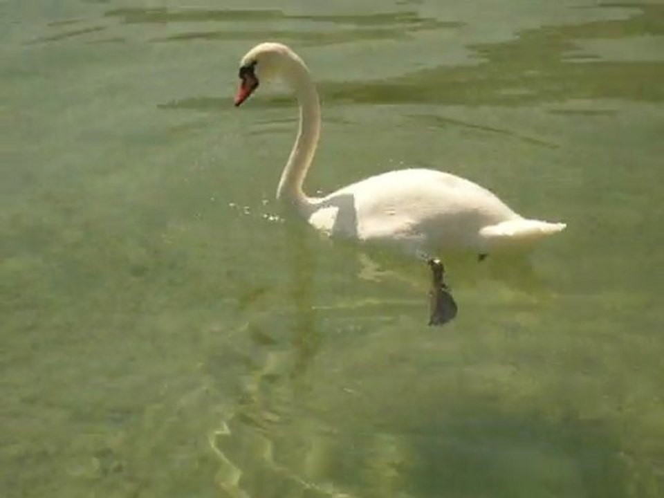 Fais-moi un petit....cygne^^
