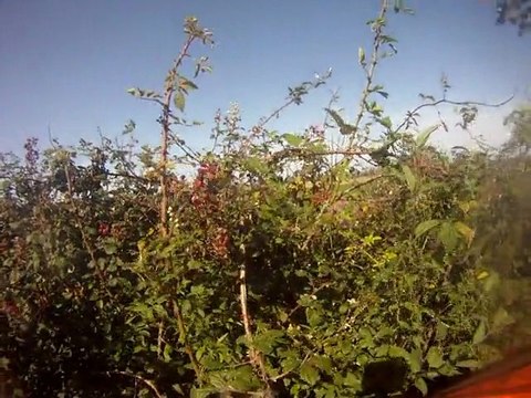 Rando 21.8.11 Les Amis Quadeurs 006