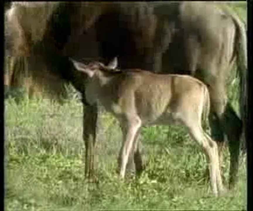 Gözün özellikleri