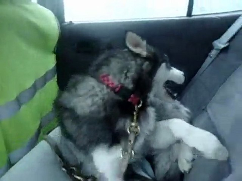 alaska pendant le trajet pour aller a la mer