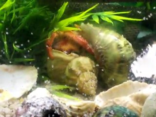 changement de coquille perlatus