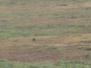 ALASKA DENALI HGW. KARIBU VURULUS ANI