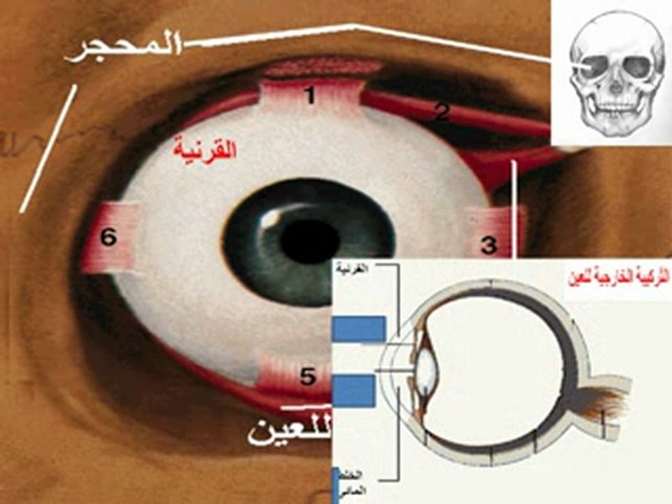 تركيبة العين