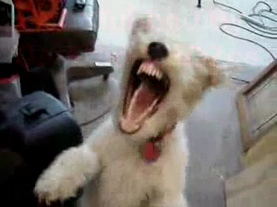 Chien sous helium