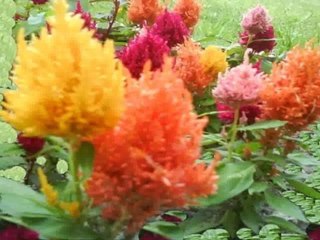 North York Home - Robinter Dr