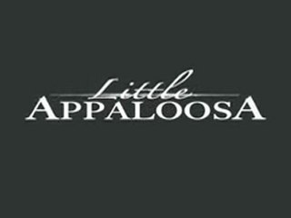 Little Appaloosa