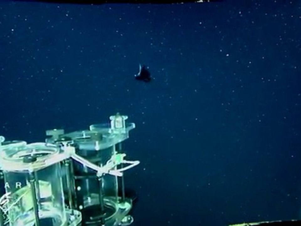 Fish/Рыба с прозрачной головой(strangeworlds.at.ua)