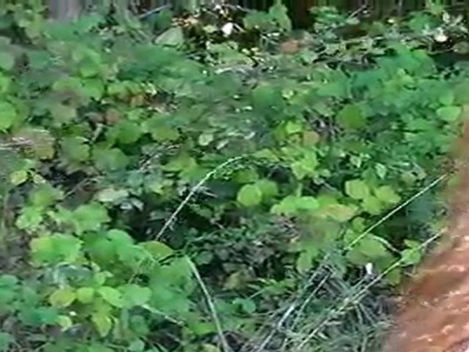 PROMENADE DANS NOS VIGNES