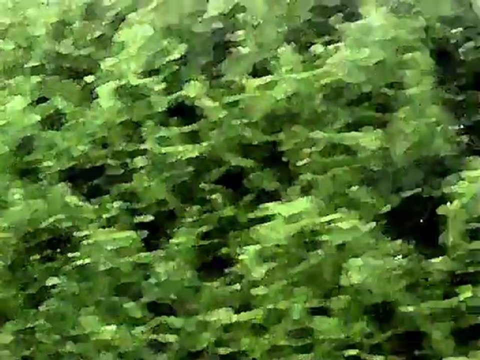 elektromatisme - who can drive