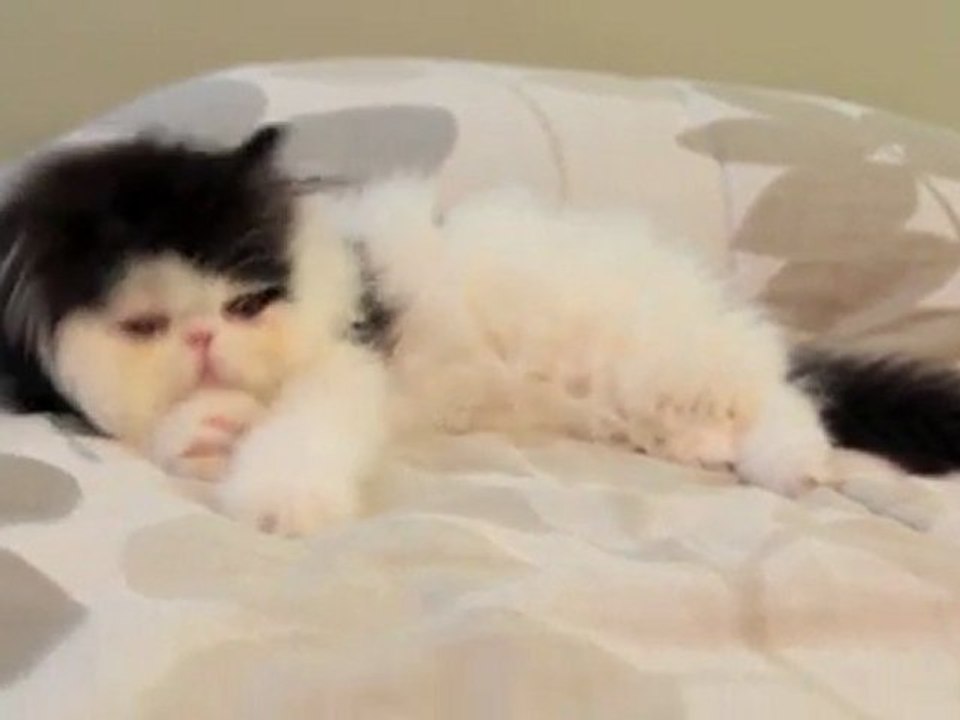Cute Cow Kitten Stretch
