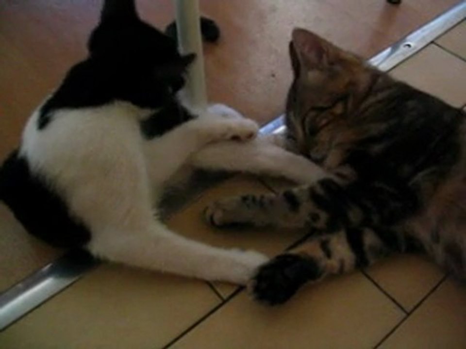 Yui et Trognon en pleine séance de câlins