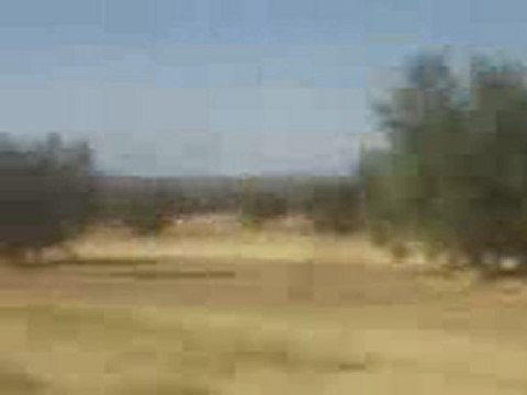 champ d'olivereai bir salah hencha sfax tunisie