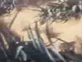 champ d'olivereai bir salah hencha sfax tunisie (1)