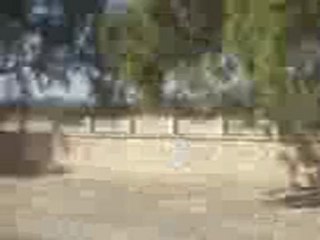 champ d'olivereai bir salah hencha sfax tunisie (2)