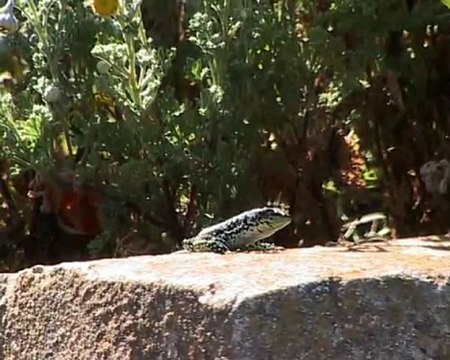 Atelier des Îles - Programme de l'Initiative PIM