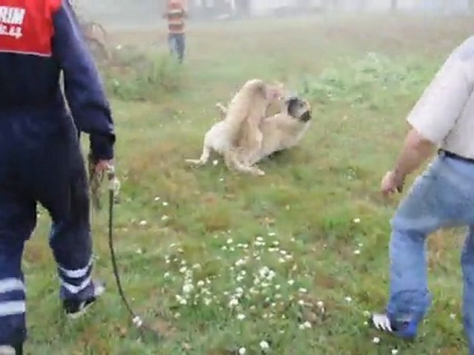 Tatar'ın PALU vs Mesko'nun ALA