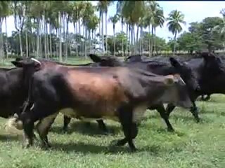 2_HACIENDA LA VITTORIANA LA PASIÓN DEL BRAHAMAN AGOSTO 23 DE 2011