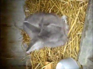 Les début du cabré de KiWi !