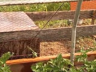 Homestead Organics - Quick Tip #2 Greenhouse modification