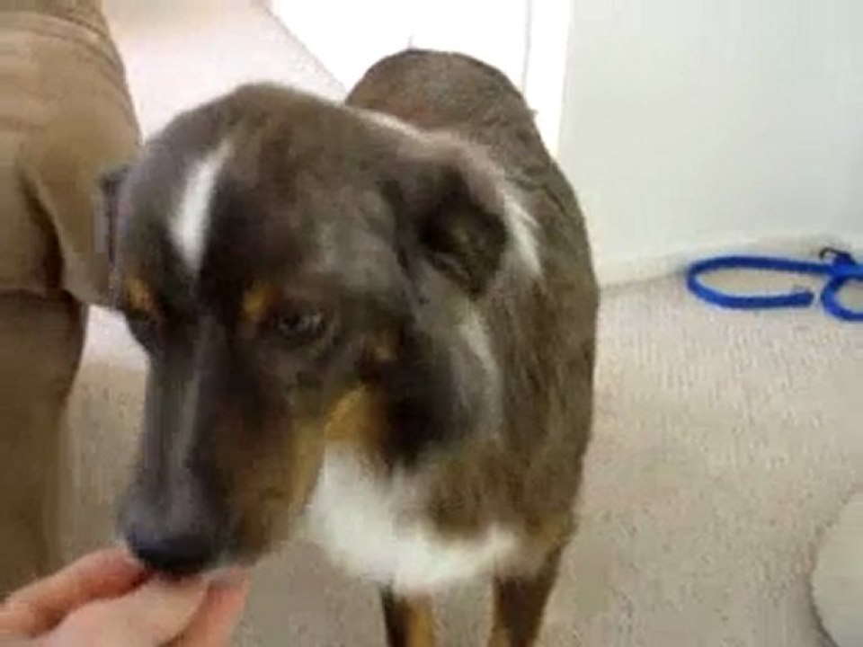 Chien d'alcoolique