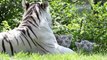 Zoo de Maubeuge : Première sortie des bébés tigres blancs