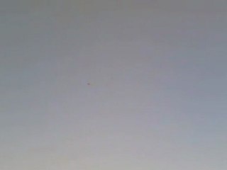 Beyaz perçemli dişi