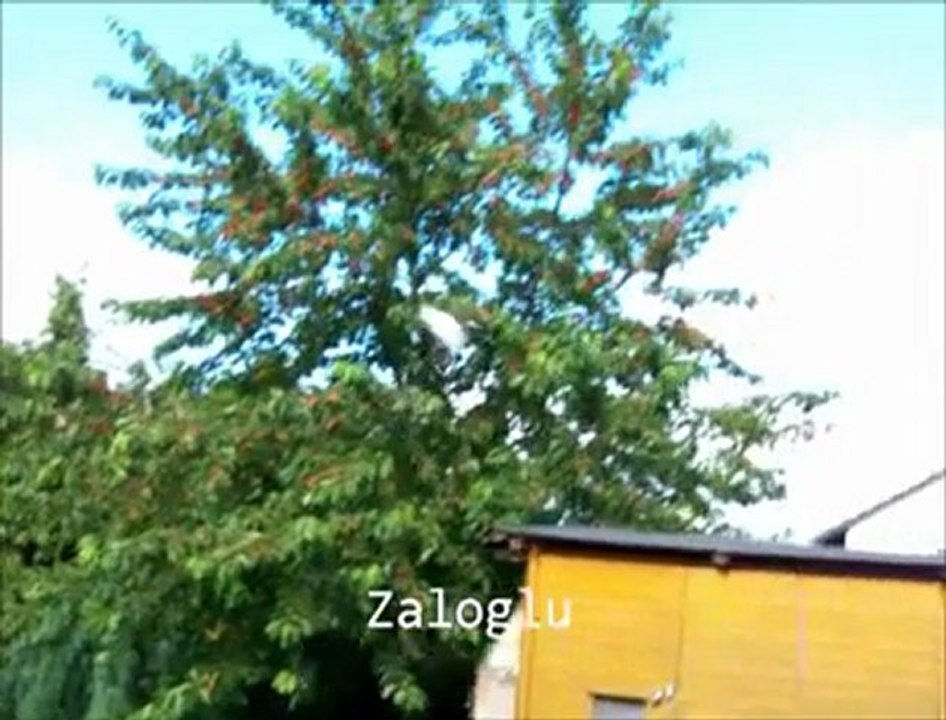 Zaloglu Yanlizkurt