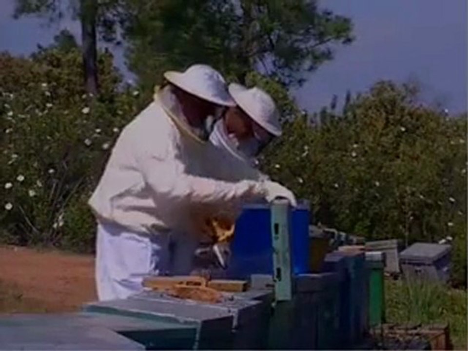 Despoblamiento de las colmenas UCO Puerta