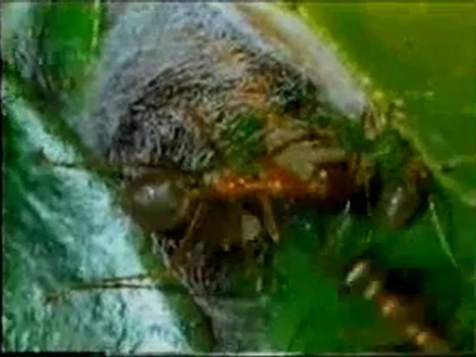 Dokumacı karıncalar