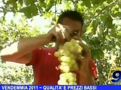 Vendemmia 2011 | Qualità e prezzi bassi