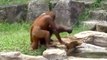 Orangutan cools off like a human. orangutan se ...