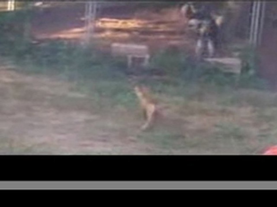 German Shepherd Puppy Calls Brave Mockingbird