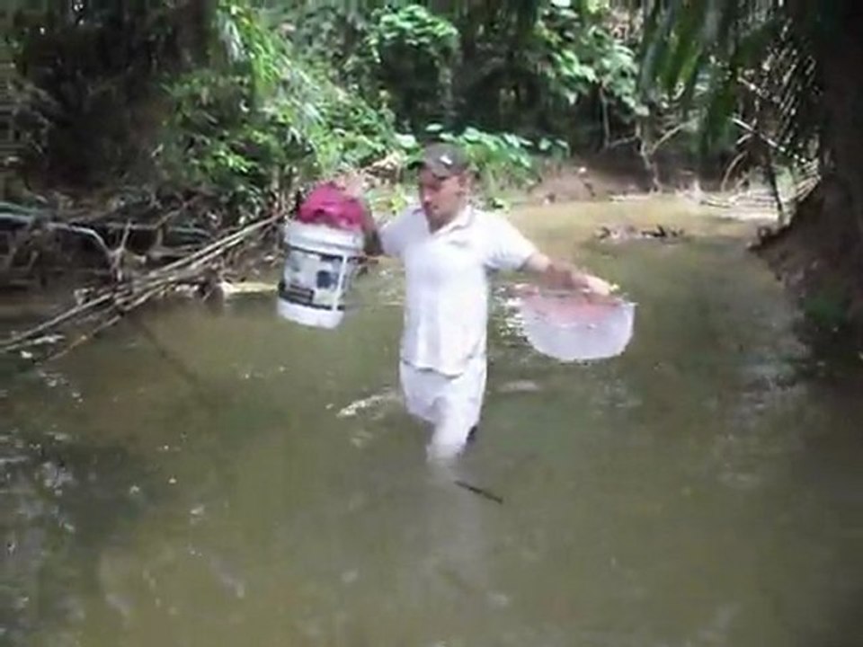 Betta tour  , pêche Betta prima a Chantaburi