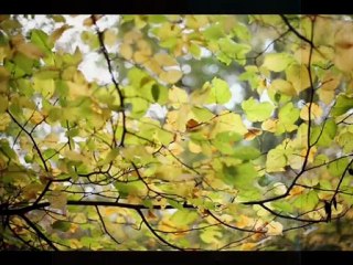 Bruno Thiévet - La femme-refuge