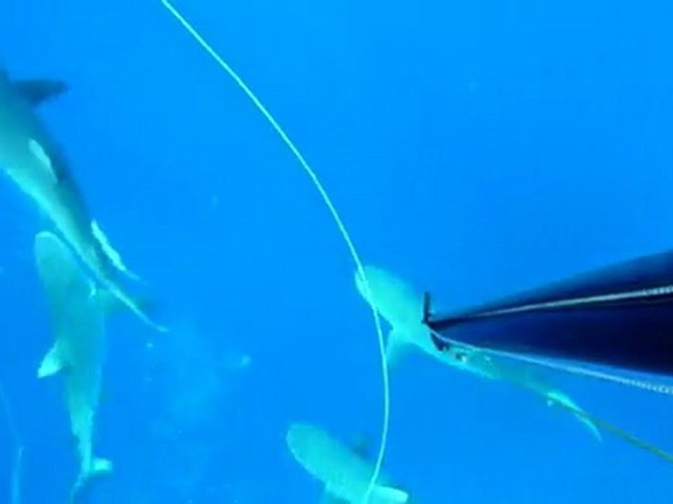 Chasse sous-marine, mai 2011, Nouvelle-Calédonie