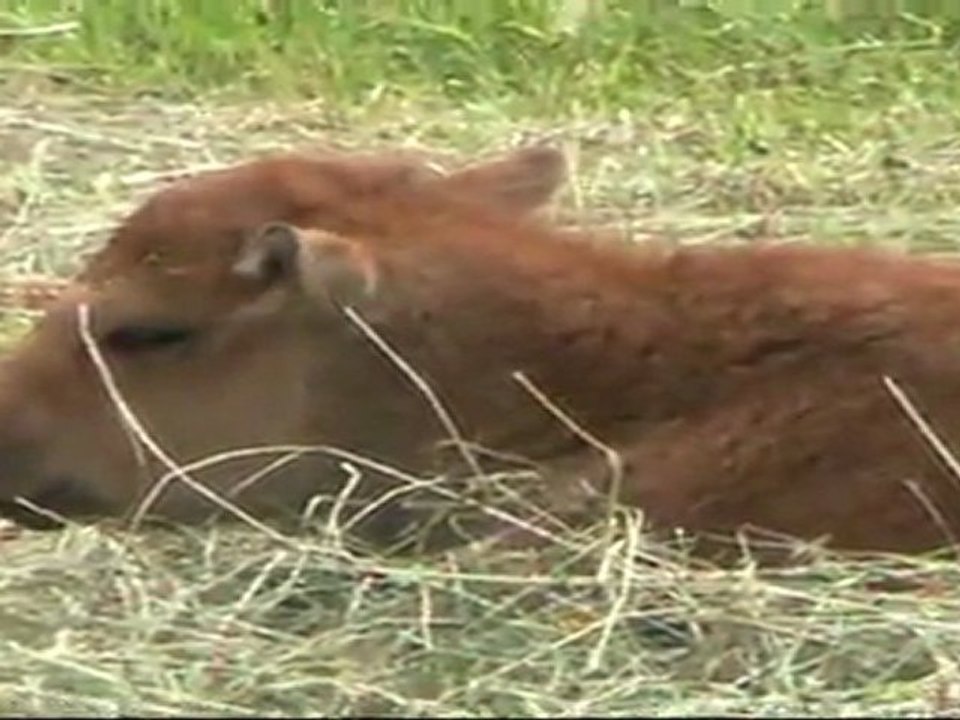 Bisons du Parc Oméga