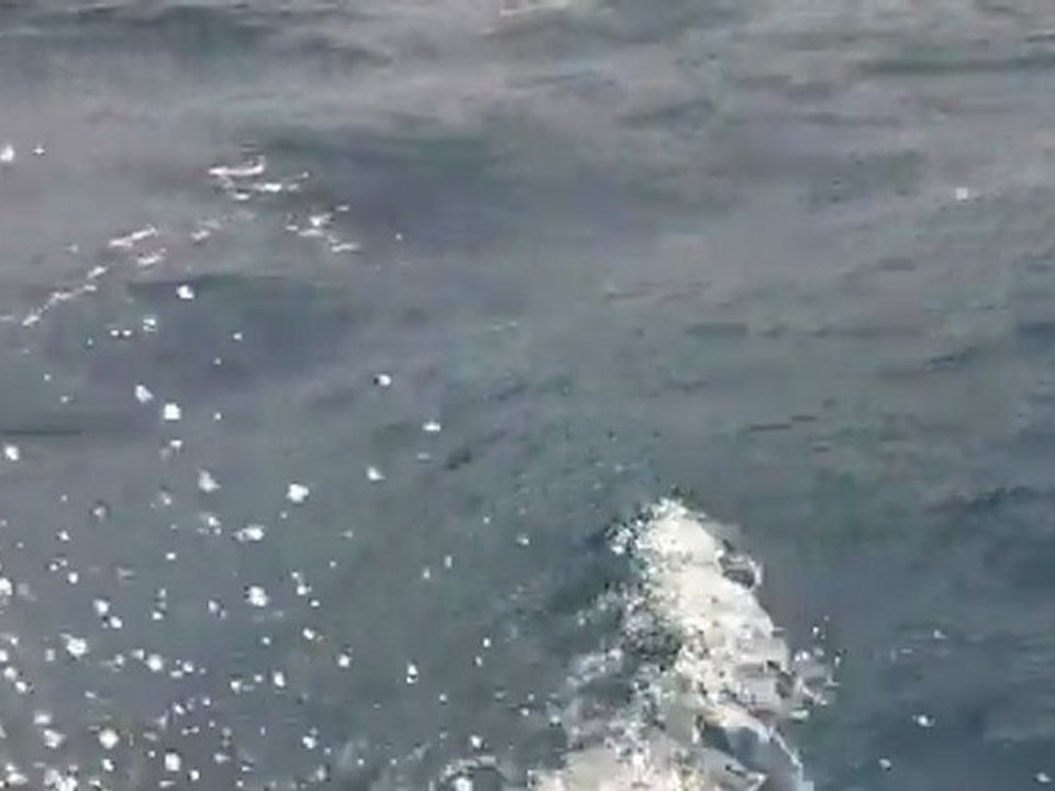 Dauphins Poindimié 3/3