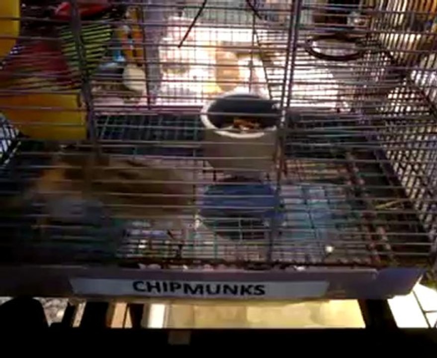 Les chipmunks ! ca déchire